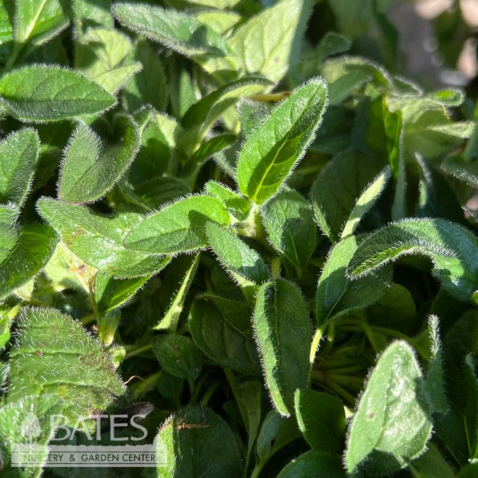 #1 Blephilia ciliata/ Downy Wood Mint Native (TN)