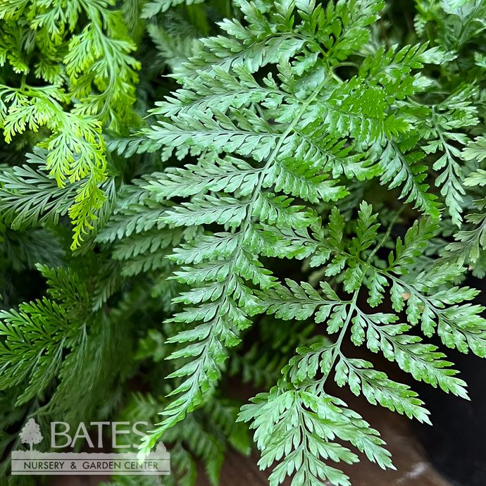 6p! Fern - Deer Foot Fern /Tropical