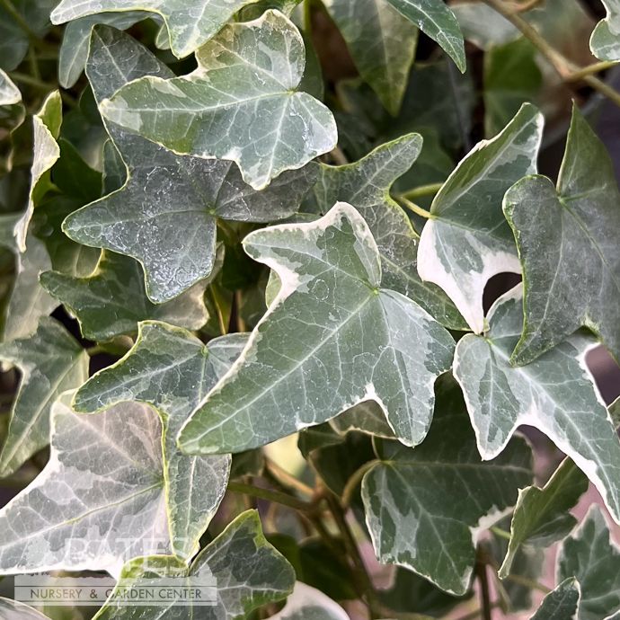 6p! Ivy Eva Variegated /Tropical