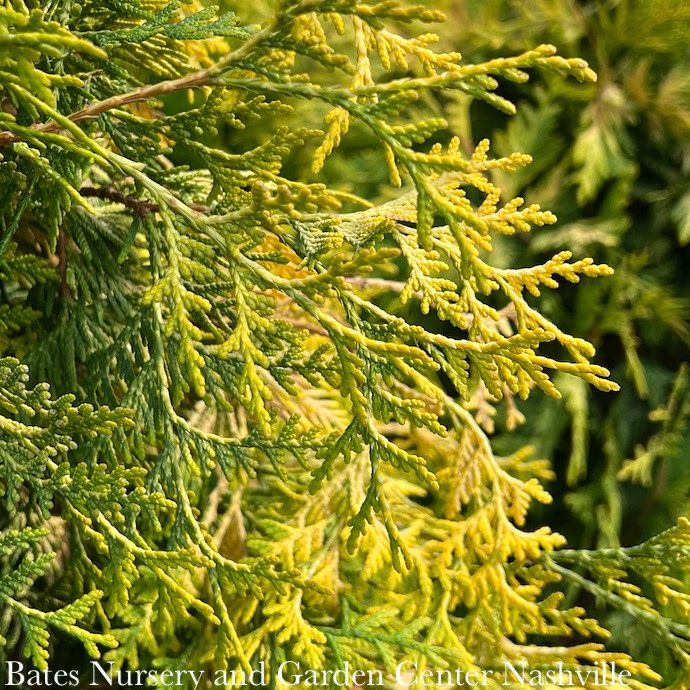 #2 Thuja occ Yellow Ribbon/ Upright Gold Arborvitae
