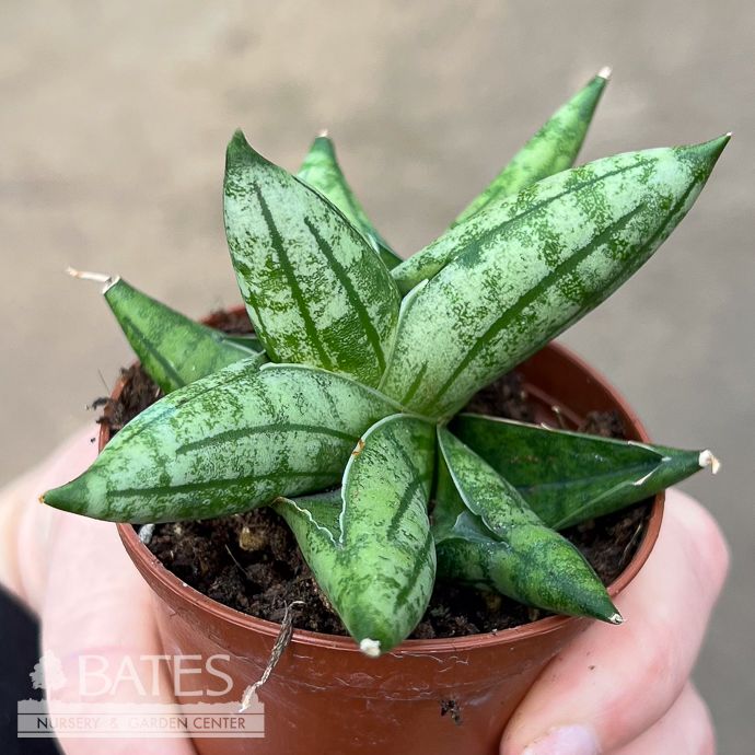 2.5p! Sansevieria Bonji /Snake Plant /Mother-in-Law Tongue /Tropical