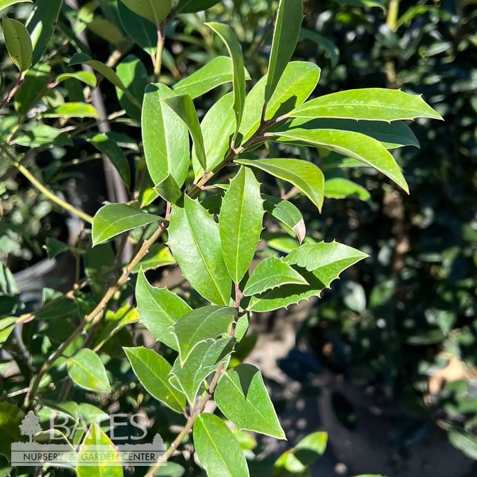 #7 Ilex x att Eagleston/ Upright Holly (female)