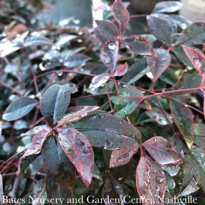 #2 Nandina dom SL Flirt/ Dwarf Heavenly Bamboo