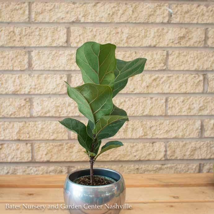 4p! Ficus Lyrata Bambino Dwarf FiddleLeaf /Tropical