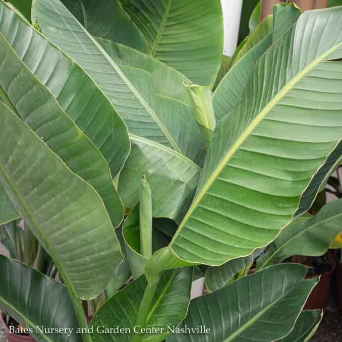 8p! Strelitzia / White Bird of Paradise /Tropical