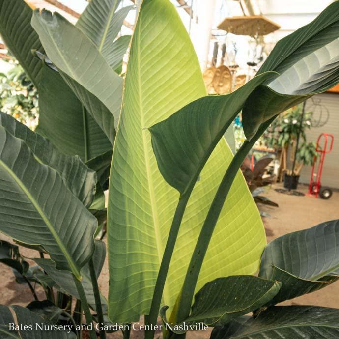 8p! Strelitzia / White Bird of Paradise /Tropical