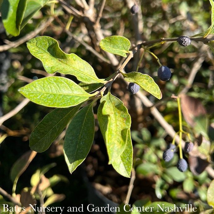 #15 Chionanthus retusus/ Chinese Fringetree Multi