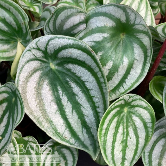 4p! Peperomia Watermelon /Tropical