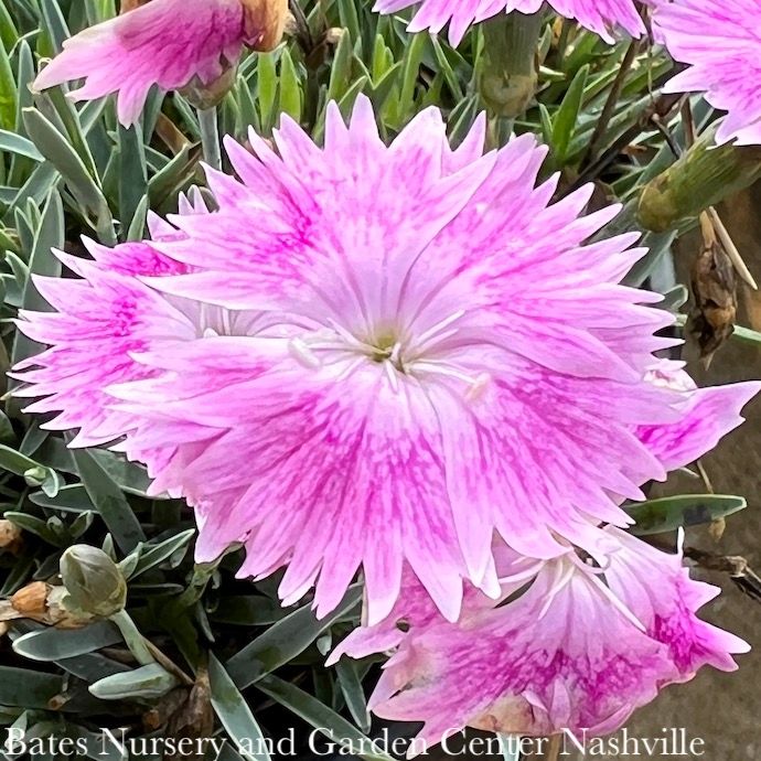#1 Dianthus Everbloom &#39;Watermelon Ice&#39;/ Pink