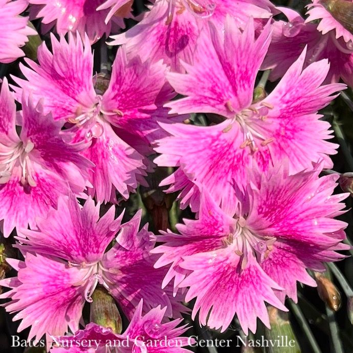 #1 Dianthus Everbloom &#39;Watermelon Ice&#39;/ Pink