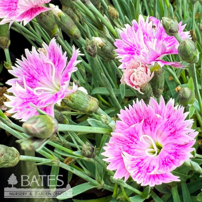 #1 Dianthus Everbloom 'Watermelon Ice'/ Pink