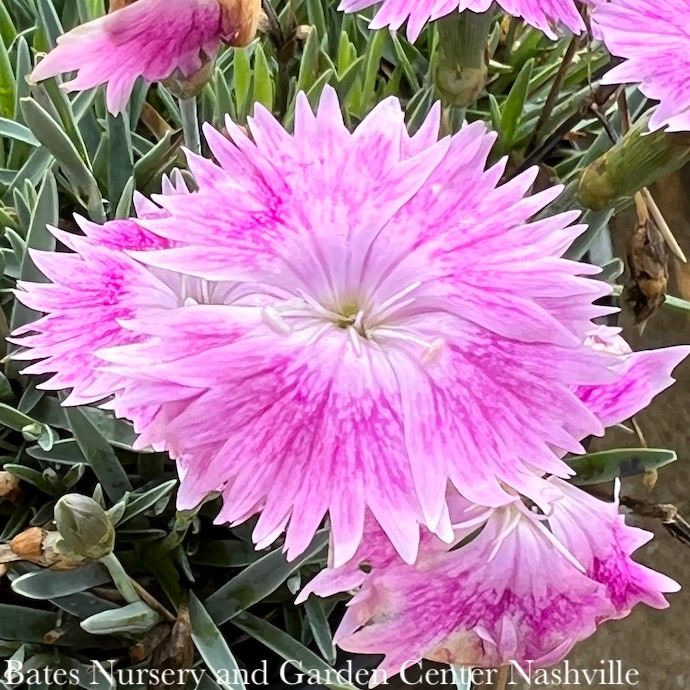 #1 Dianthus Everbloom 'Watermelon Ice'/ Pink