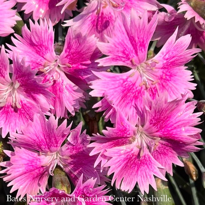 #1 Dianthus Everbloom 'Watermelon Ice'/ Pink