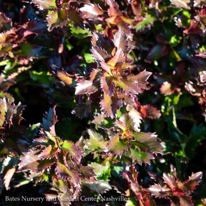 #1 Ilex x meserveae Little Rascal/ Holly (Male)
