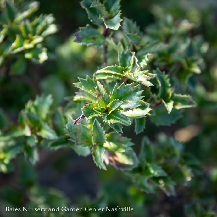 #1 Ilex x meserveae Little Rascal/ Holly (Male)