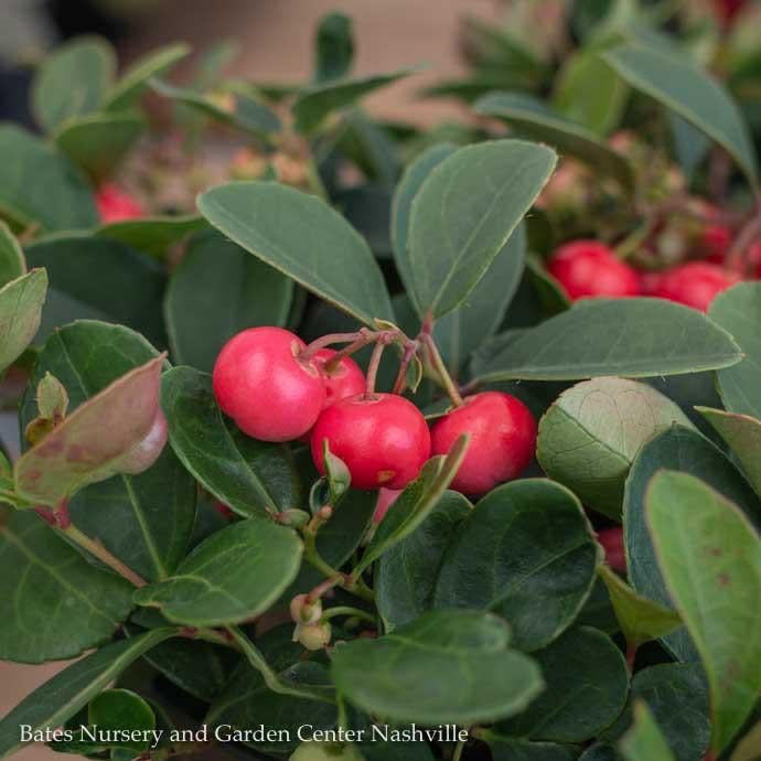QP Gaultheria procumbens Cherry Berries/ Creeping Wintergreen Native (TN)