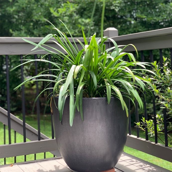 Pot Glazed Egg Planter Med 14x15 Asst