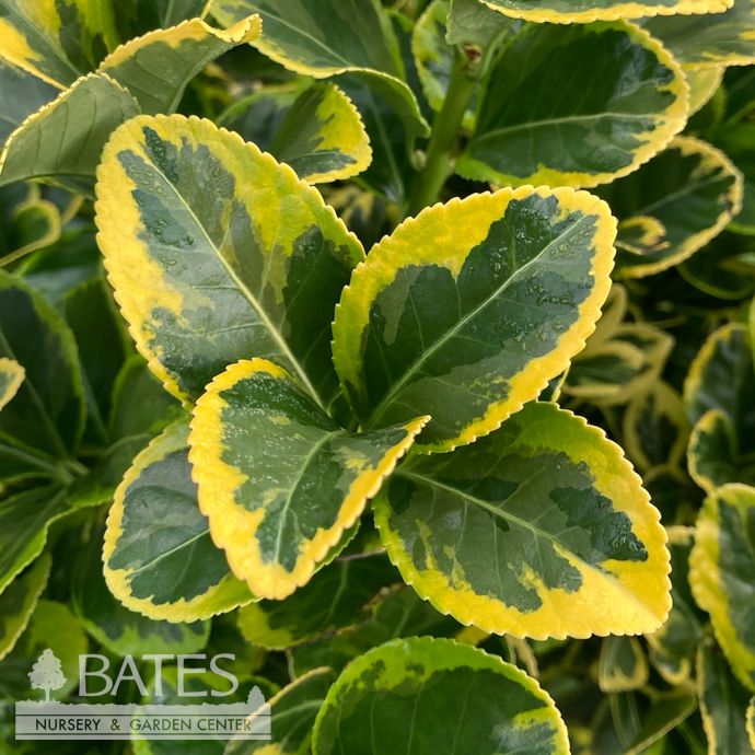 #7 Euonymus japonicus Aureo-marginatus &#39;Golden&#39;/ Variegated