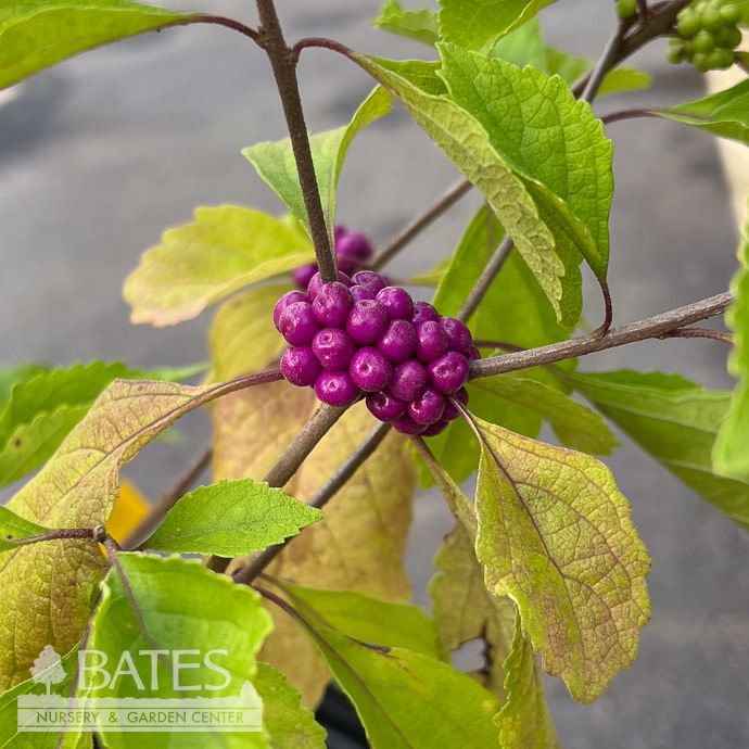 #3 Callicarpa americana/ Beautyberry Native (TN)