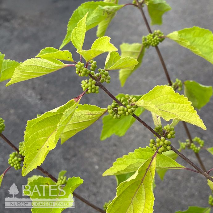#3 Callicarpa americana/ Beautyberry Native (TN)