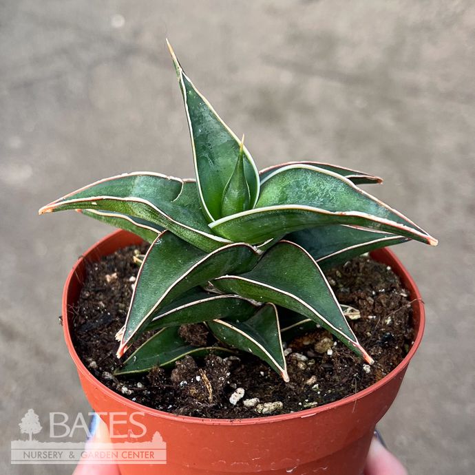 4p! Sansevieria Lavranos /Snake Plant /Mother-in-Law Tongue /Tropical