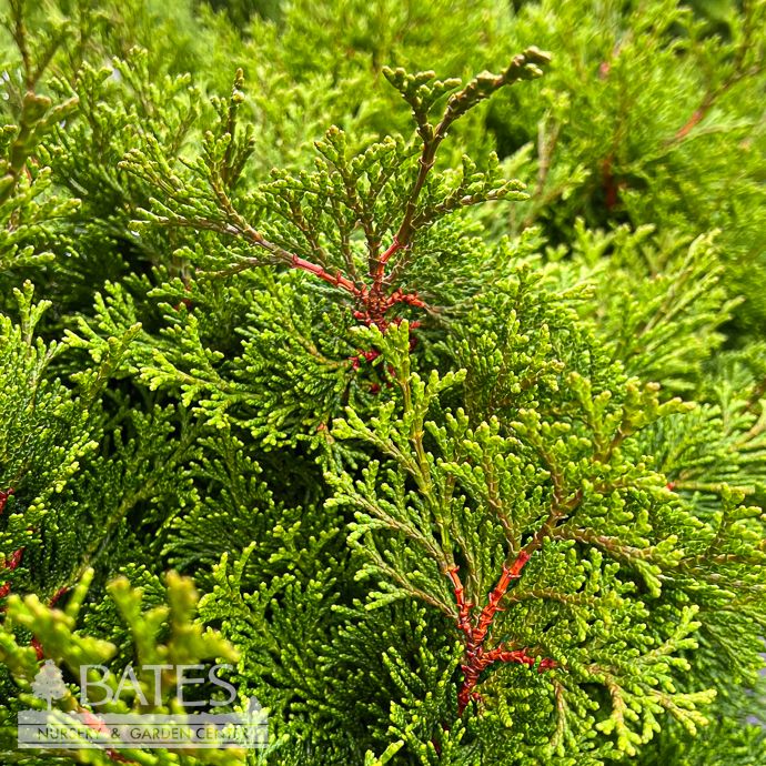 #2 Chamaecyparis obt Tempelhof/ Hinoki Falsecypress