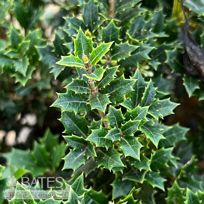 #1 Osmanthus delavayi x heter Crownshine/ False Holly