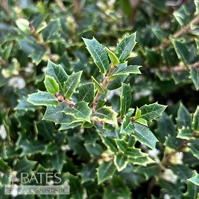 #1 Osmanthus delavayi x heter Crownshine/ False Holly