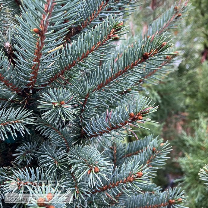 #5 Picea pun var glauca Sparkler/ Colorado Blue Spruce