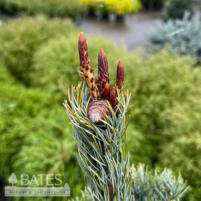 #5 Pinus parv Glauca Nana/ Dwarf Japanese White Pine - No Warranty