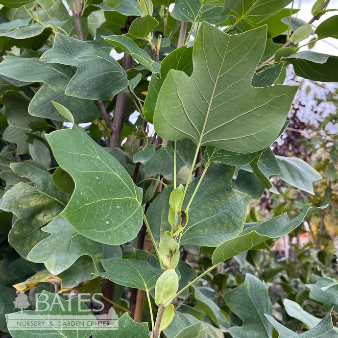 #7 Liriodendron tul Prystal/ Tulip Poplar Native (TN)
