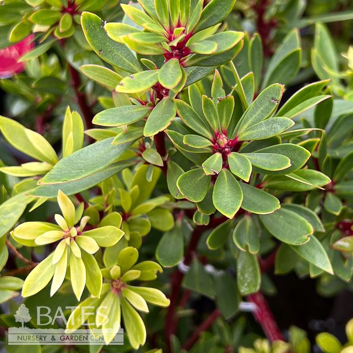 #1 Drimys lanceolata/ Mountain Pepper - No Warranty