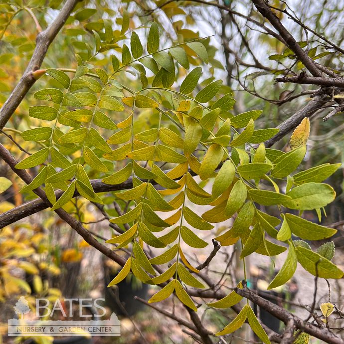 #30 Gleditsia tri Shademaster/ Thornless Honey Locust Native (TN)