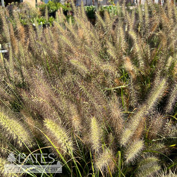 #1 Grass Pennisetum alop Red Head/ Fountain