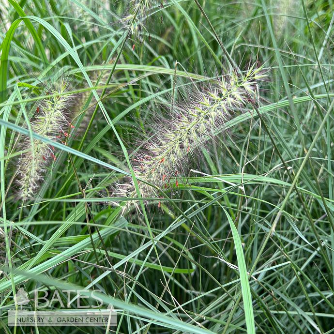 #1 Grass Pennisetum alop Red Head/ Fountain