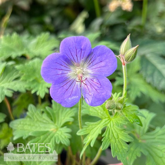 #1 Geranium Johnson&#39;s Blue/ Cranesbill