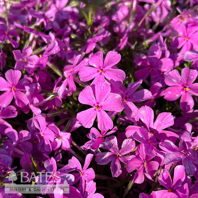 #1 Phlox sub Emerald Pink/ Creeping Native (TN)