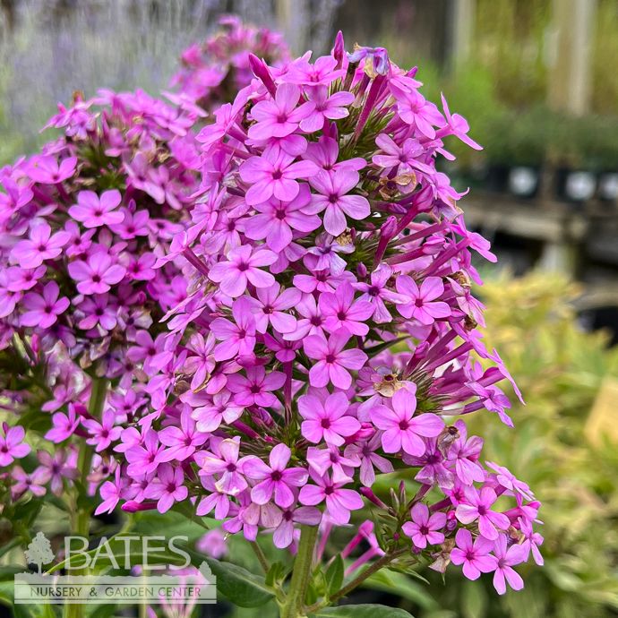 #1 Phlox pan Jeana/ Lavender-pink Upright Garden Native (TN)