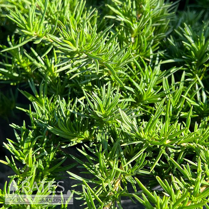 QP Phlox sub Emerald Blue/ Creeping Native (TN)