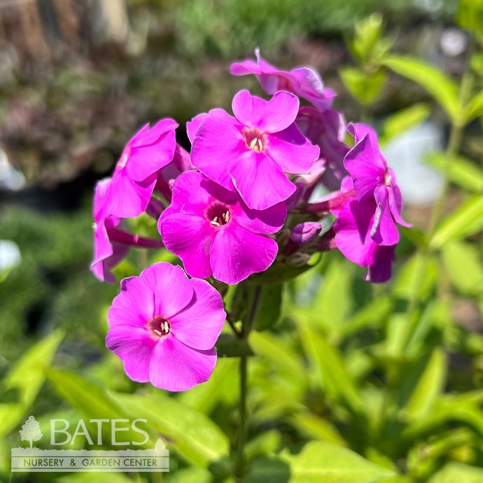 QP Phlox pan Lilac Flame/ Purple Upright Garden Native (TN)