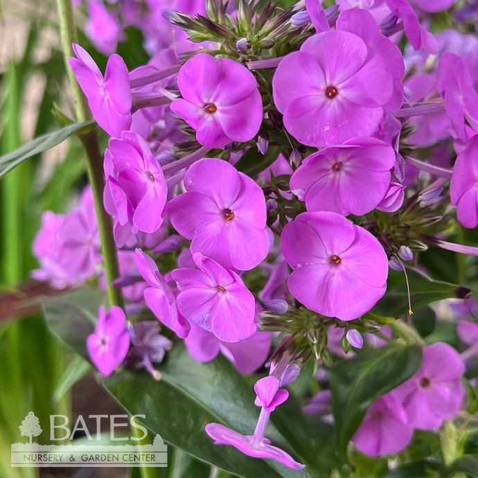 #1 Phlox x Fashionably Early Flamingo/ Lavender Upright