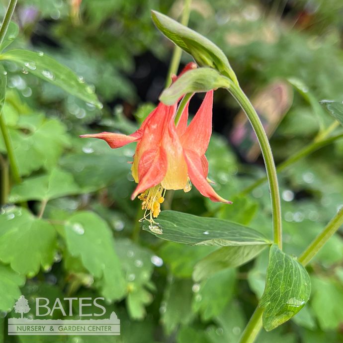 #1 Aquilegia can Little Lanterns/ Columbine Native (TN)