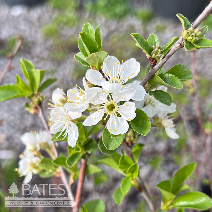 Edible #3 Prunus x Carmine Jewel/ Sweet Dwarf Cherry SHRUB FORM - No warranty