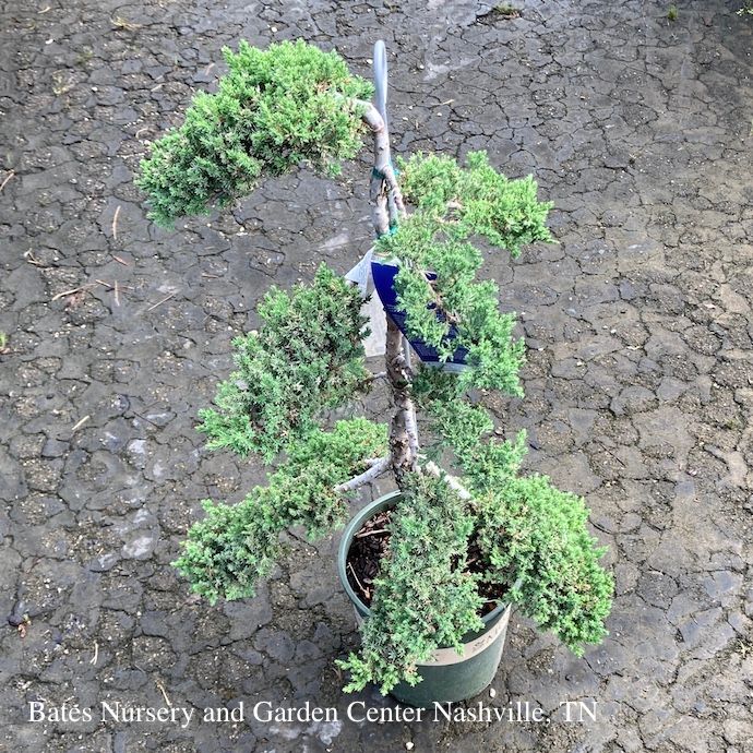 Topiary Oriental Pompon #5 Juniperus proc Nana/ Dwarf Japanese Garden Juniper Oriental Pompon
