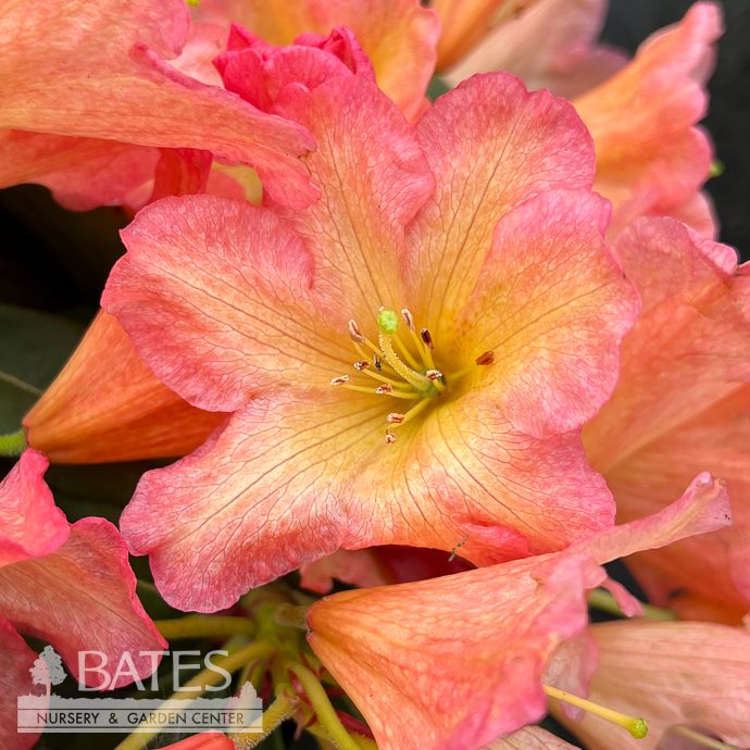 #2 Rhododendron x September Song/ Pink and Yellow - No Warranty