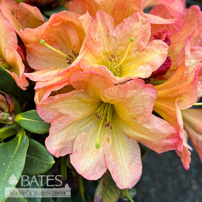 #2 Rhododendron x September Song/ Pink and Yellow - No Warranty