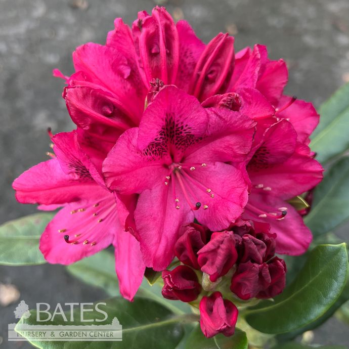 #2 Rhododendron x Nova Zembla/ Red  - No Warranty