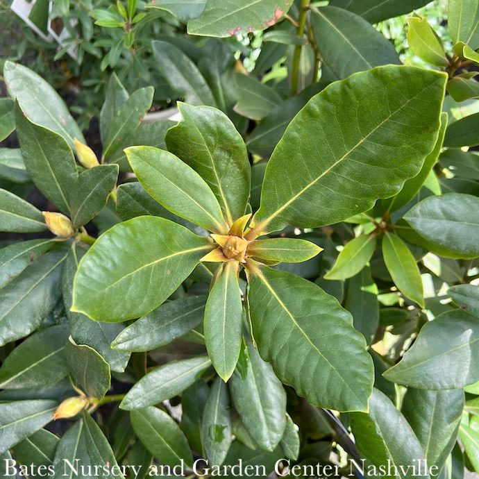 #5 Rhododendron x Nova Zembla/ Red  - No Warranty