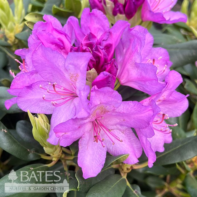 #10 Rhododendron cat Boursault/ Purple Native (TN) - No Warranty