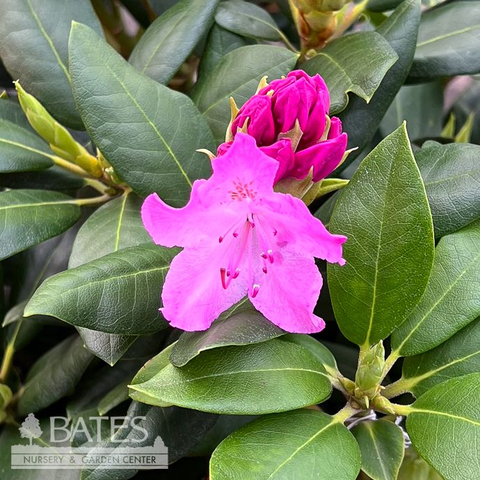 #5 Rhododendron x Roseum Elegans/ Pink - No Warranty